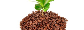 استفاده از تفاله قهوه برای گیاهان